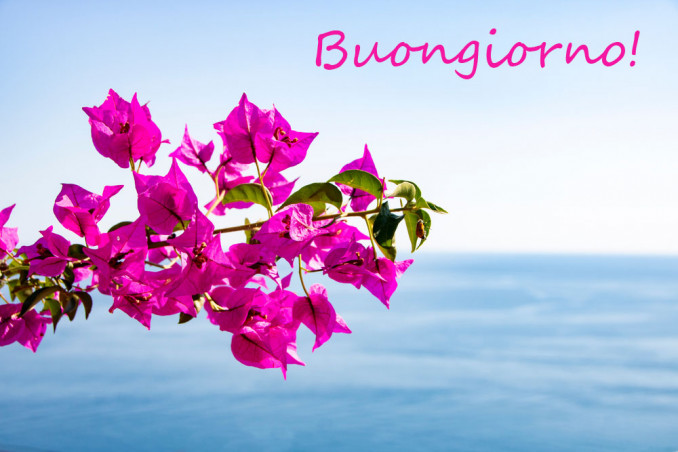 buongiorno con i fiori estivi, buongiorno immagini