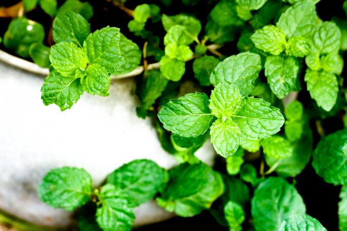 come coltivare la menta, coltivazione menta