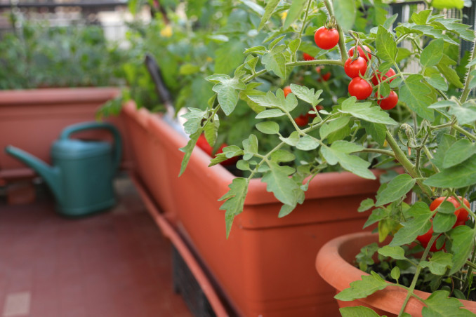 Pomodori