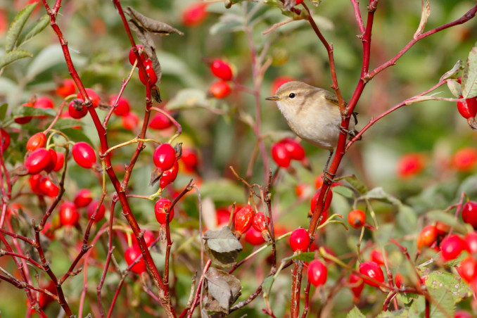 piante attirano uccelli
