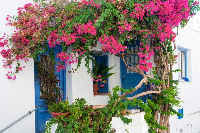 come coltivare bounganville, come coltivar boungavillea, cura boungaville