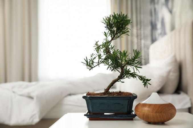 Bonsai