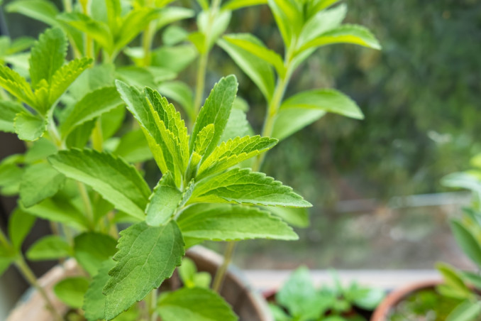 come coltivare stevia, coltivazione stevia