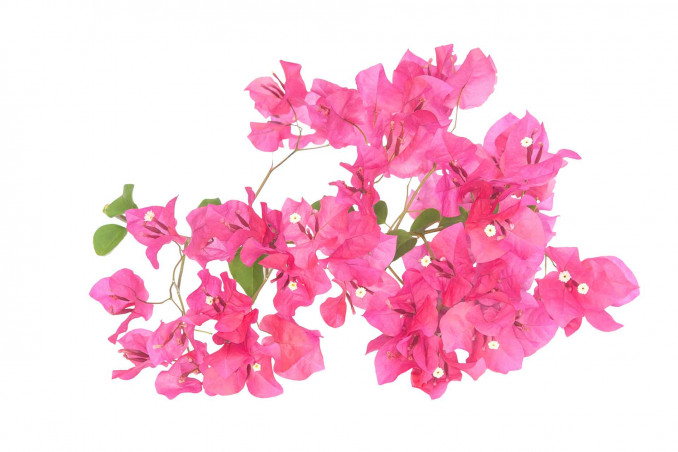 Bouganville in inverno