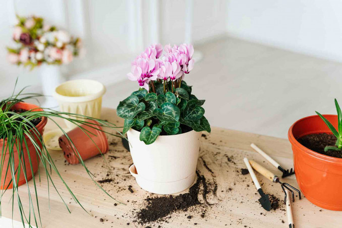 Ciclamini in inverno