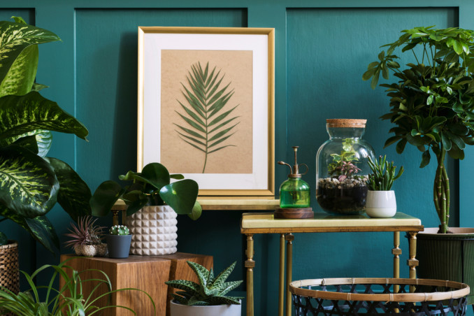 angolo piante grasse casa, angolo piante casa