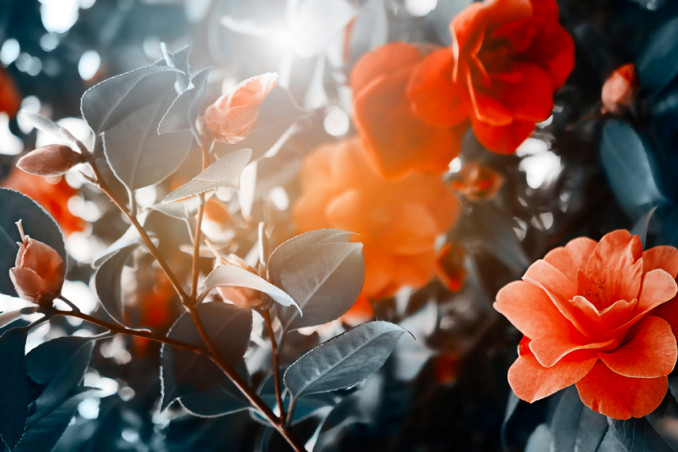 quali fiori coltivare san valentino, fiori san valentino