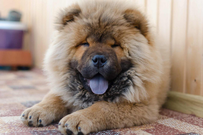 Chow Chow