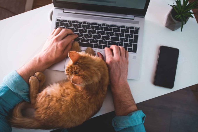 Come dimostrano affetto i gatti