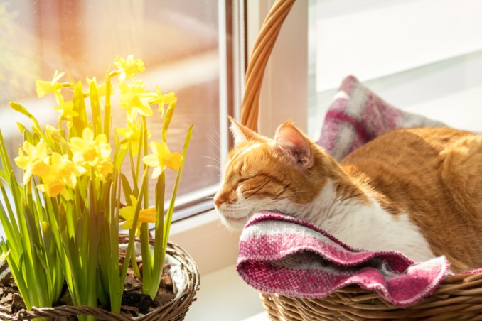 cosa fare domenica pomeriggio primavera, cosa fare domenica pomeriggio, cosa fare primavera