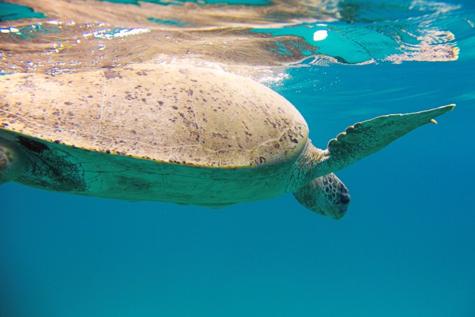 tartarughe curiosità