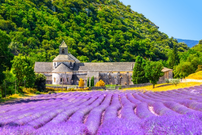 Campi di lavanda