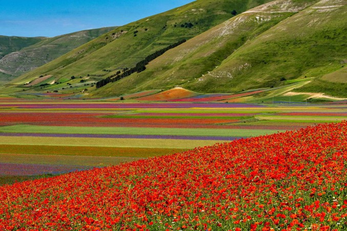 Fioritura di Castelluccio di Norcia