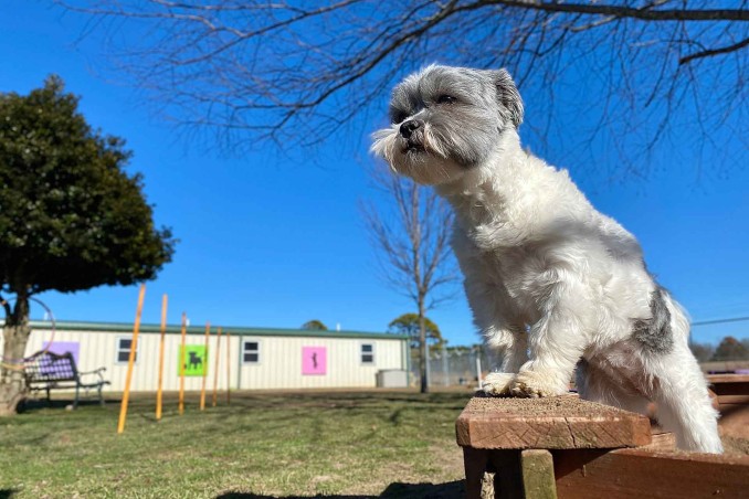 Addestramento dei cani