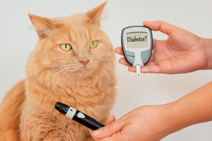 Diabete nei gatti