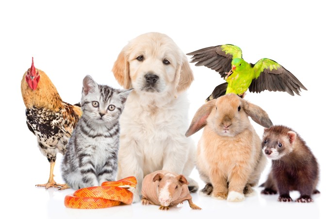 Nomi animali domestici