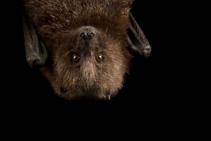 Sognare pipistrelli