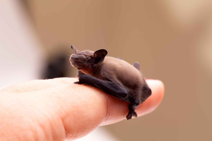 pipistrelli