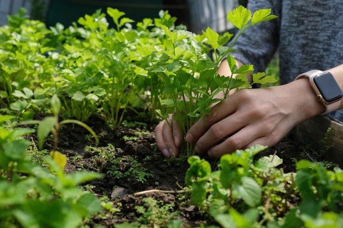 Come coltivare il sedano