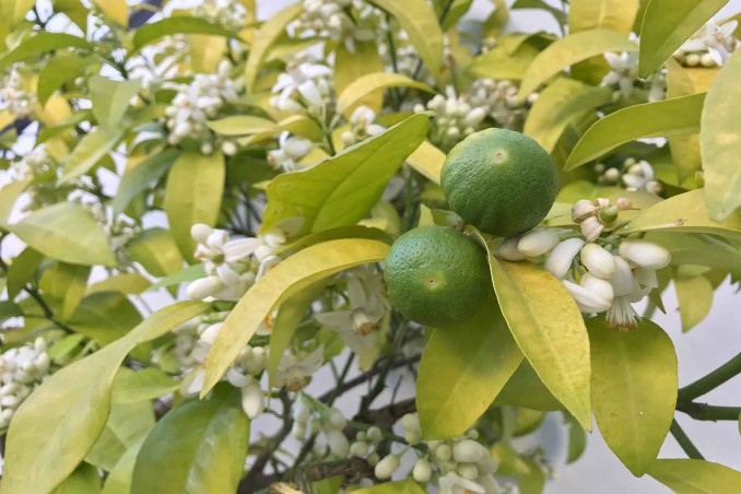 Fiori del limone