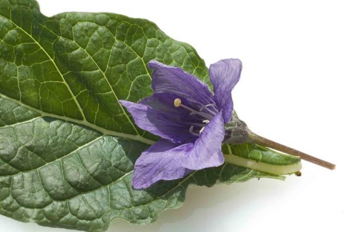 Pianta di mandragora