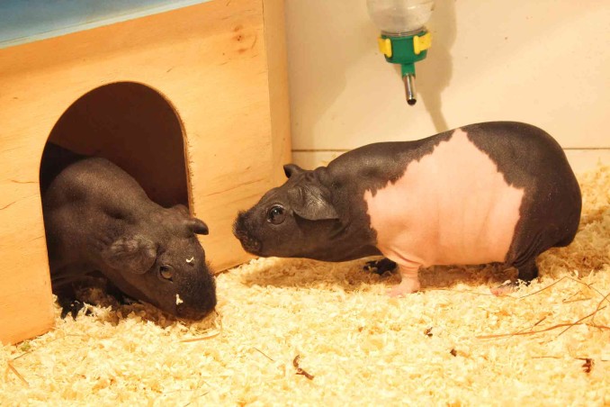 Come prendersi cura di un porcellino d'India