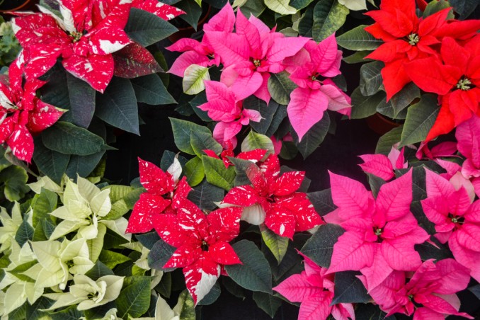 perché la stella di natale non diventa rossa, stella di natale non fa foglie rosse