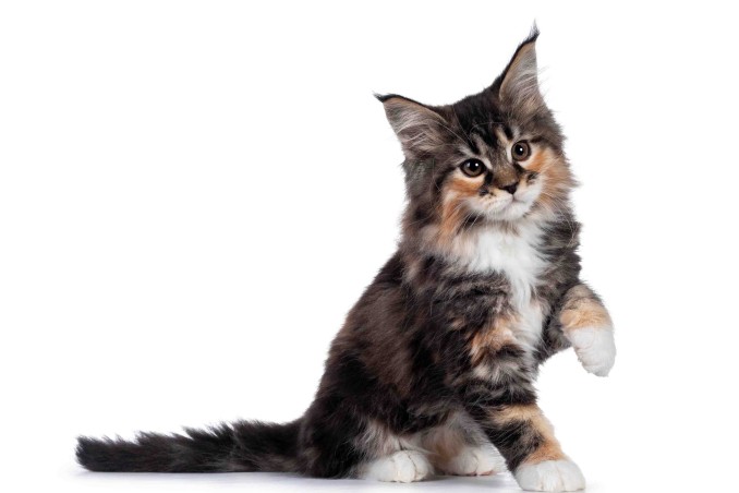 Gatti più belli del mondo