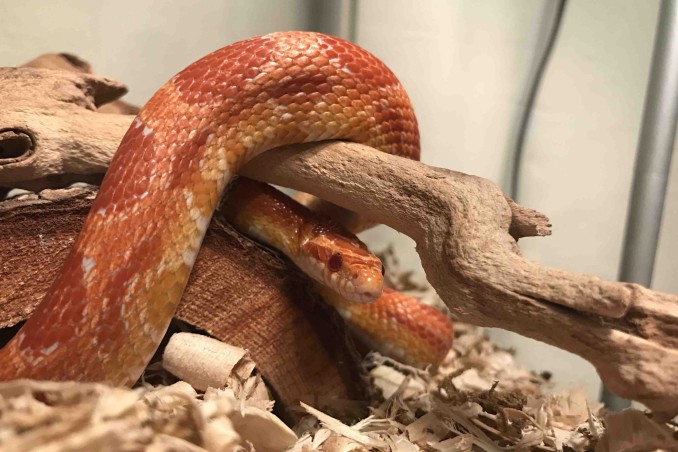 Serpenti come animali domestici