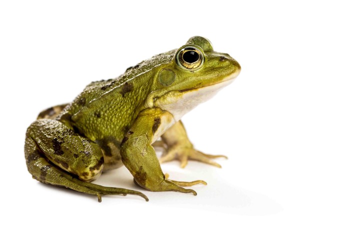 Cosa significa sognare una rana