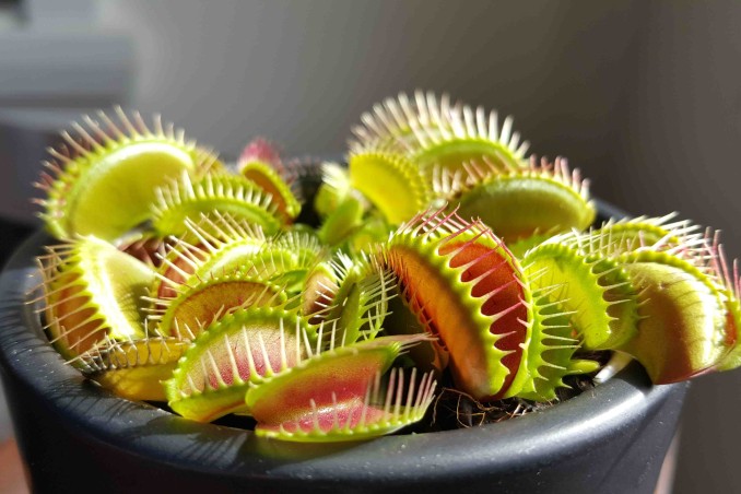 Quali sono le piante carnivore?