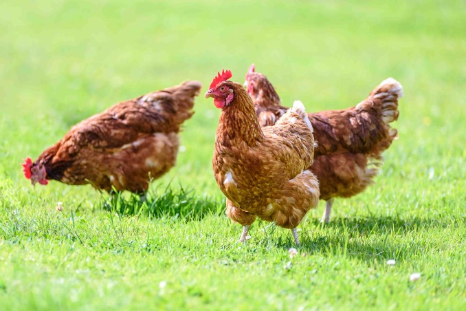Cosa significa sognare galline
