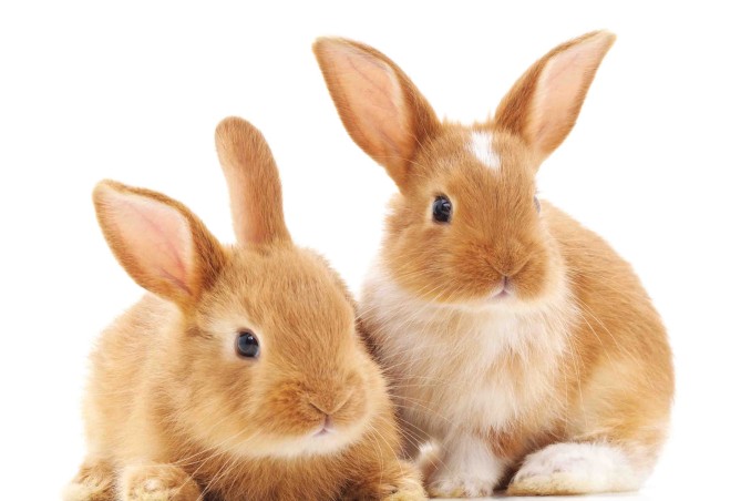 Sognare conigli, significato e numeri