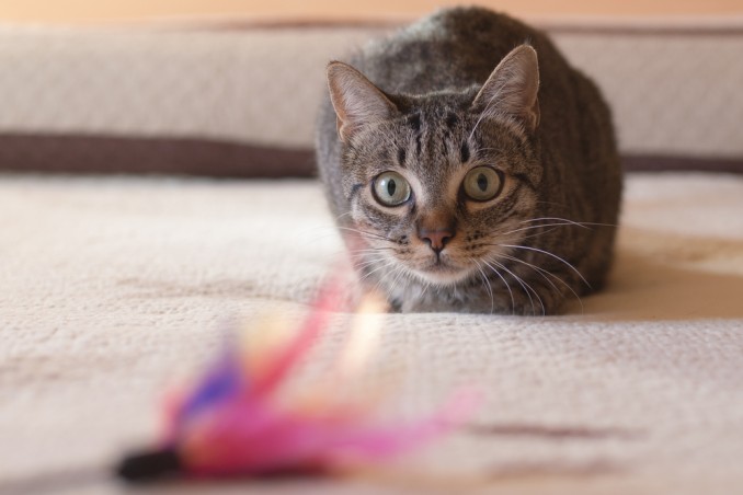 gioco gatto con riciclo