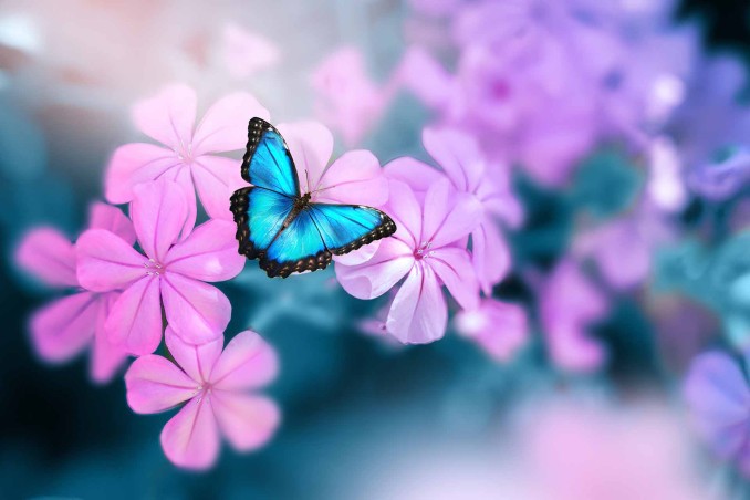 giardino per farfalle