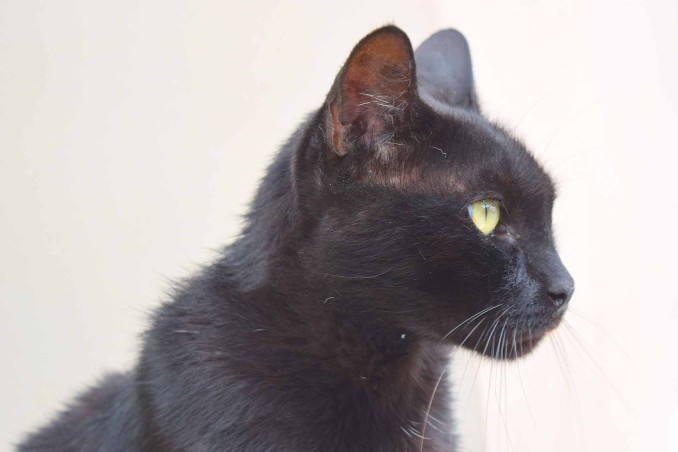 Come pulire le orecchie al gatto