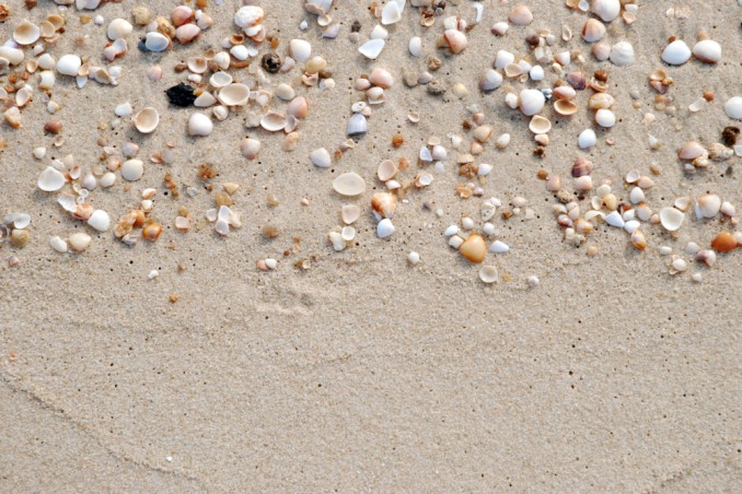 giochi creativi conchiglie