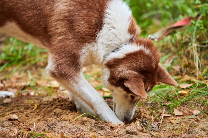 Cane mangia la terra