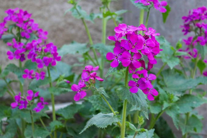lunaria