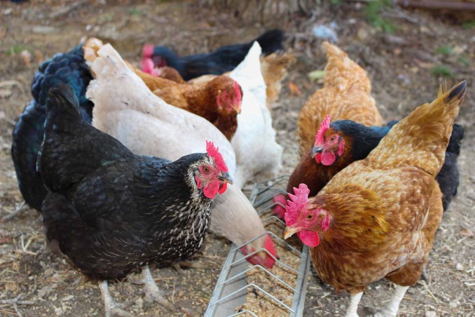 Mangiatoia per galline fai da te