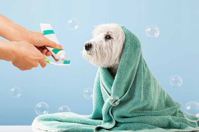 Toelettatura cani in estate