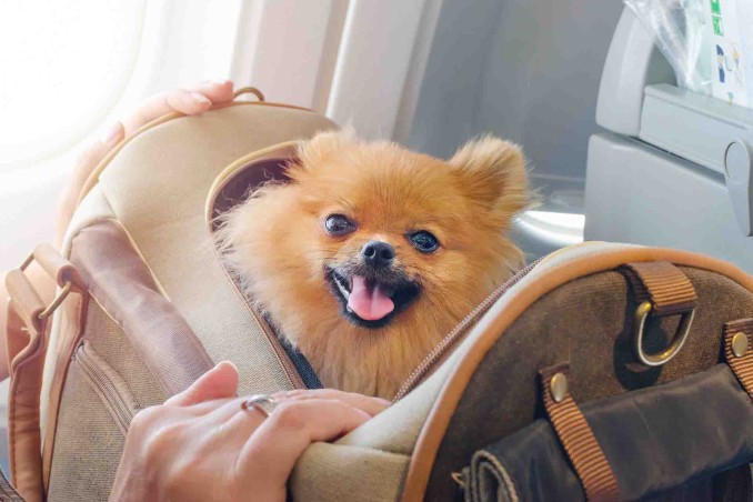 cane aereo