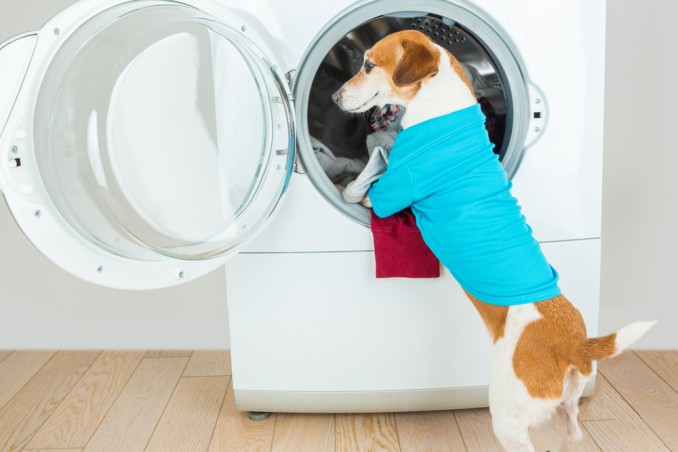 raffigurato un cane appoggiato all'oblò della lavatrice, lavaggio per sbiancare magliette bianche con stampe