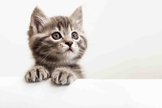 Quali colori vedono i gatti?