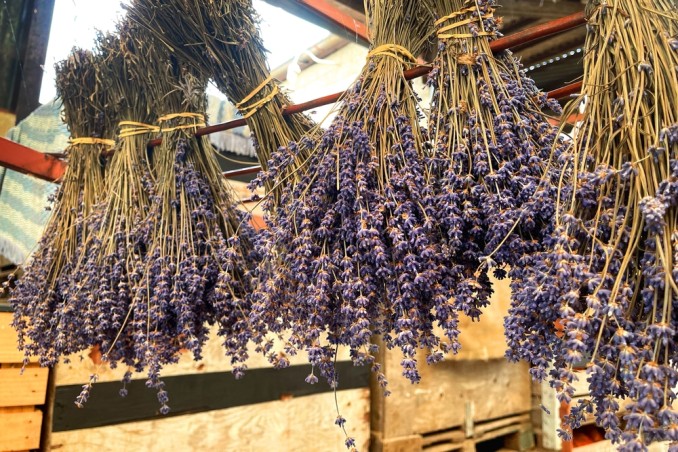 come raccogliere e conservare lavanda, come raccogliere lavanda, come conservare lavanda