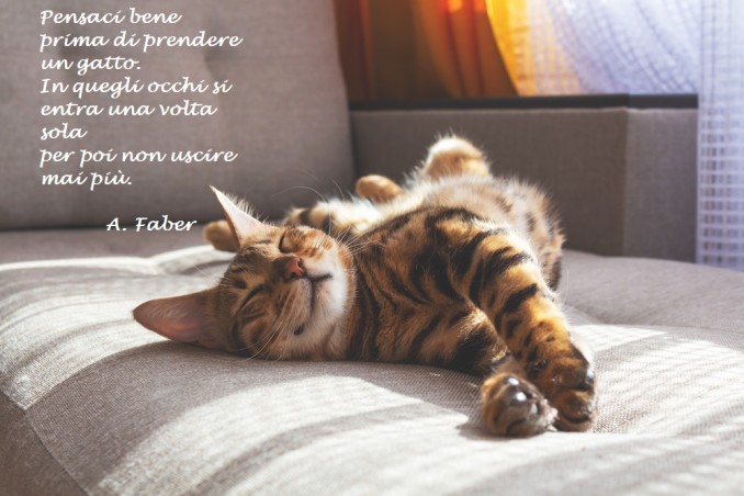 giornata-mondiale-gatto-immagini-frasi-