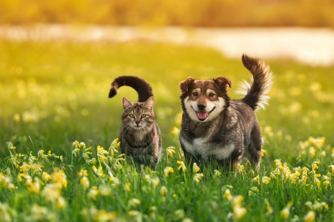 Cani e gatti che non perdono il pelo