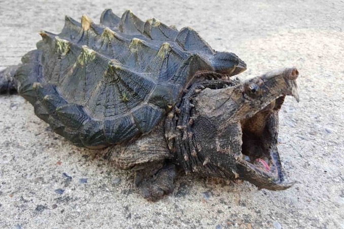 tartaruga alligatore