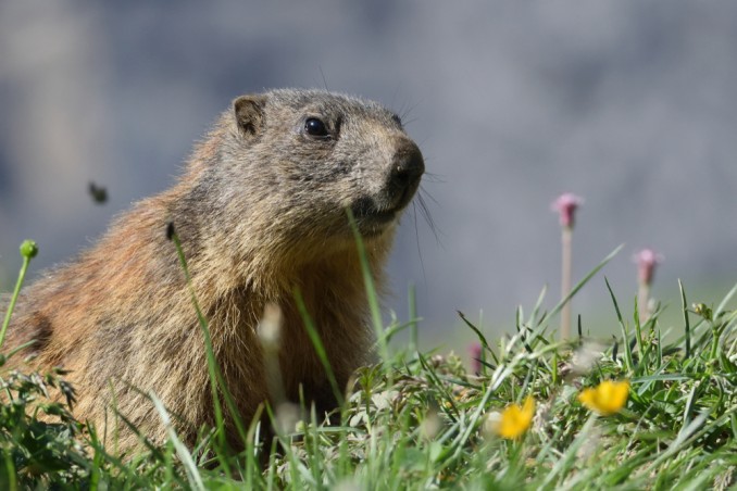 parchi nazionali italiani