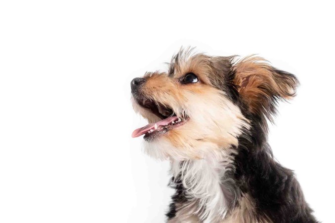 bocca del cane rimane aperta